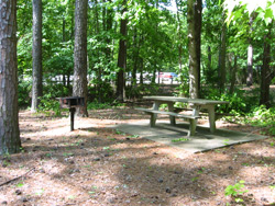 A Galt's Ferry picnic site located under the pines