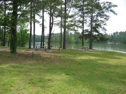 a view of some picnic tables, pine trees, and the lake